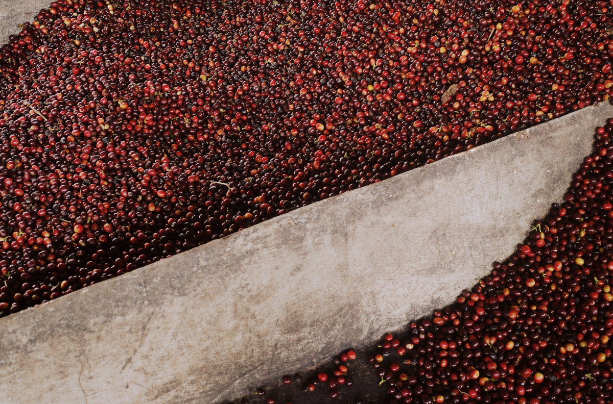 FERMENTACJA KAWY