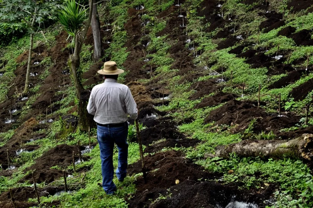 Kawa Gwatemala Huehuetenango